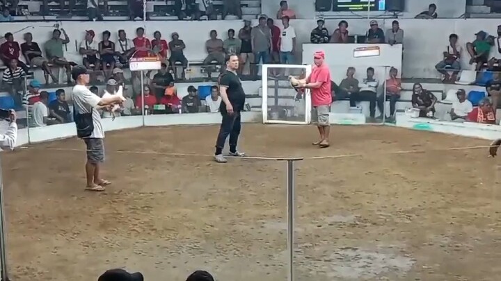 another J.A.T grey win 2nd fight