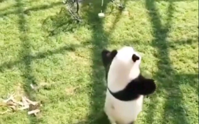 Panda: Bagaimana? Apakah tiketnya sepadan?