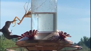 原来螳螂还能捕食蜂鸟