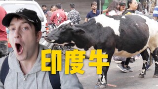 印度的牛真的满街走吗？还有5000只老鼠住神庙！