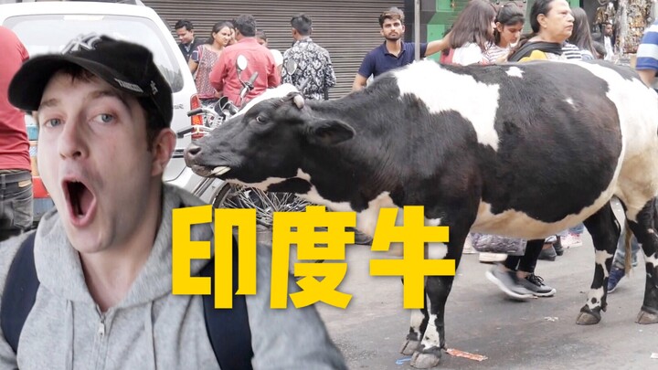 印度的牛真的满街走吗？还有5000只老鼠住神庙！