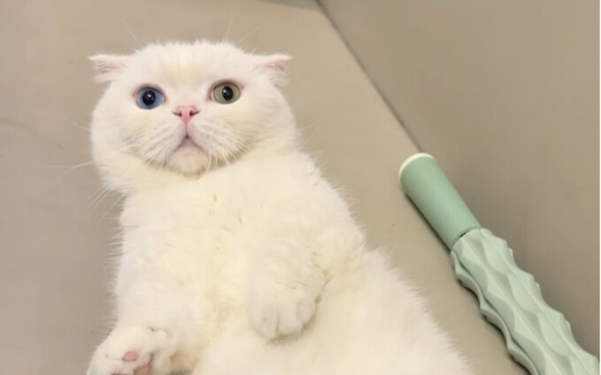 Aku benar-benar tidak berani mengelus Skye-ku akhir-akhir ini!