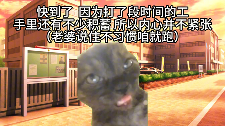 【猫meme】关于从大厂离职后发现老婆是富婆这件事.合集篇