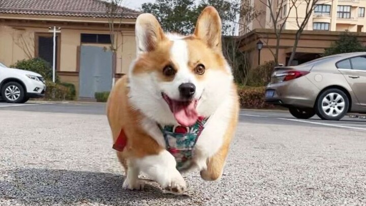 If you've never owned a dog, you'll never understand the sheer joy of watching your dog sprinting to