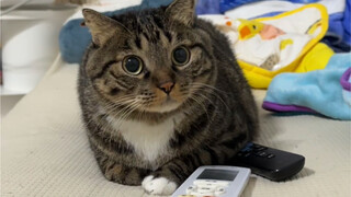 In "Business Yin Yu", whether the cat will be kissed is determined by run!