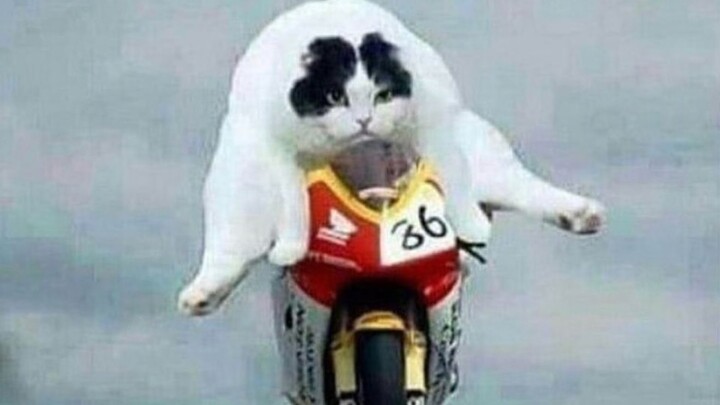 【النسخة السنوية】مختارات من مقاطع الفيديو الممتعة من الخارج، بعد مشاهدتها ستشعر أن العالم بأكمله مليء