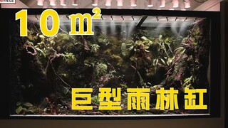 全程：打造覆盖一整面墙，足有10平米的巨型雨林缸