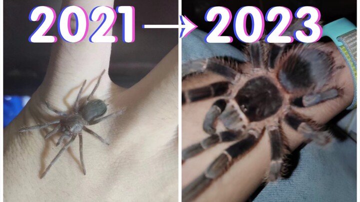 Ghi lại sự thay đổi của một con nhện bắt chim non trong hai năm