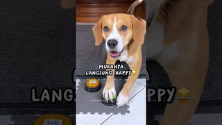 REAKSI ANABUL KETIKA DISURUH BERSIHIN KUPING‼️😱 #shorts #anjinglucu