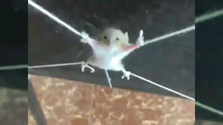 Rare video of early human execution of rats by tying them up