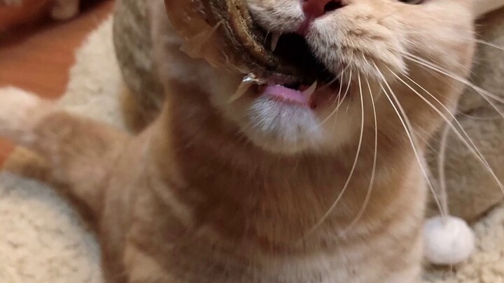 A must-see for tough guys! A collection of videos and pictures of the adorable orange cat Sally!