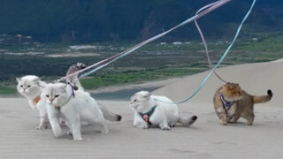 Betapa bahagianya kucing-kucing itu saat memasuki padang pasir~