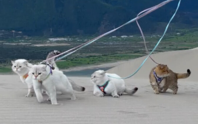 Khi mèo con bước vào sa mạc, vui vẻ biết bao～