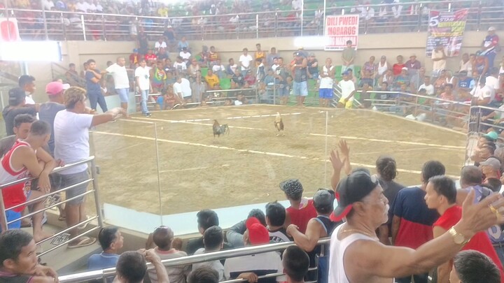 CLY 85 DARK RED BEAST 1X WINNER