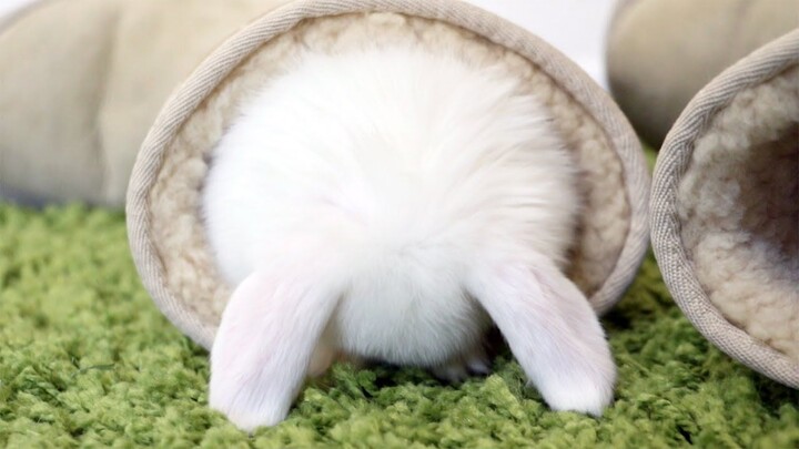 The little bunny is doing the cutest thing!