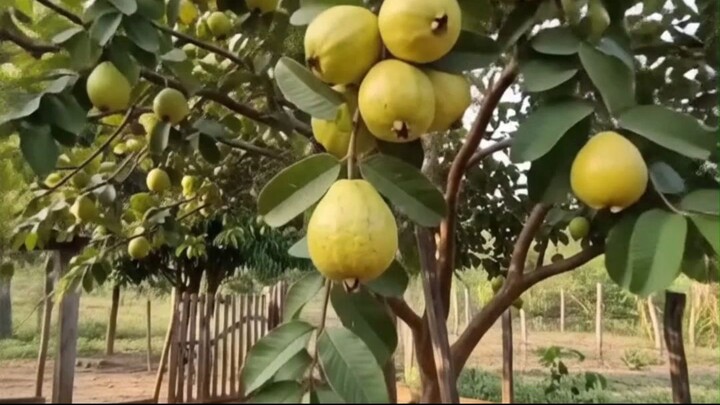 How to Grow a Guava Plant from a Cutting 🌱🍈