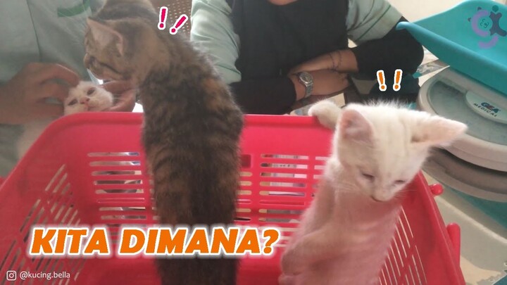 Periksa Anak-Anak Kucing Bella Yang Terkena Jamur.