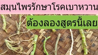รากใบเตยช่วยลดน้ำตาลในเลือด รักษาโรคเบาหวาน เห็นผลภายใน 5 วัน/โดยฮอยไทย อีสาน