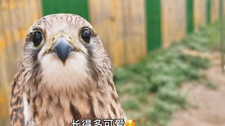 The center received a little red one that looked the most unlike a kestrel...