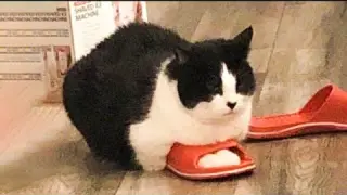 ��� It's To LAUGH When Watching This Video Of The FUNNIEST CATS On Earth ��� - Funny Cats Life