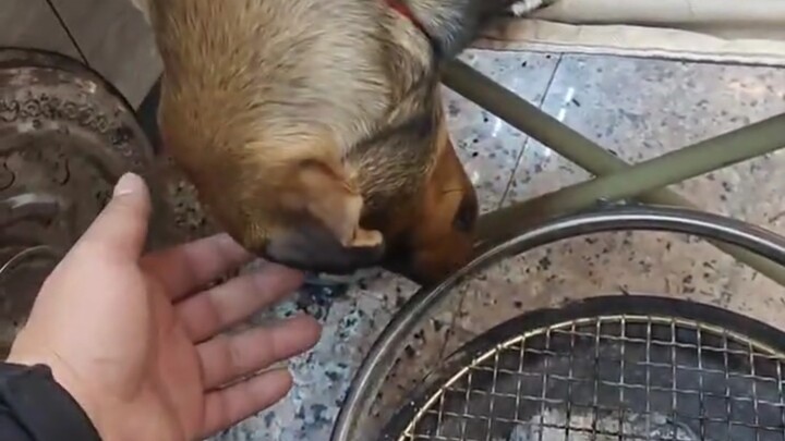 หมาตัวนี้ดูดก๊าซคาร์บอนมอนอกไซด์มากไปรึเปล่า ทำไมไม่มีปฏิกิริยาเลย?