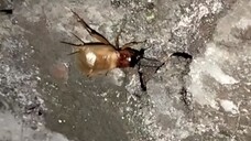 Menemukan Seekor Jangkrik yang Sedang Sibuk