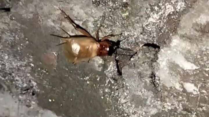 Menemukan Seekor Jangkrik yang Sedang Sibuk