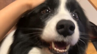 Precious images of Border Collies training humans