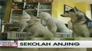 Kumpulan Meme Absurd yang saya temukan di Sekolah Anjing (25)