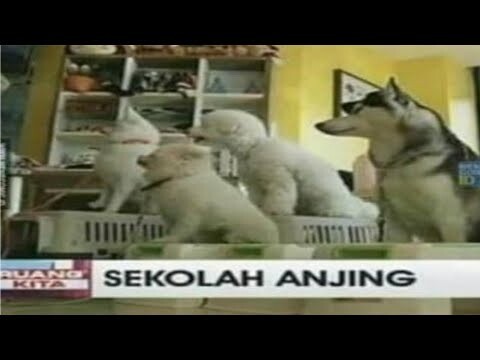 Kumpulan Meme Absurd yang saya temukan di Sekolah Anjing (25)