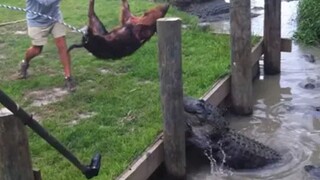 Wild Boars Pissed Off the Locals and Been Throw Into the Crocodile Pool.