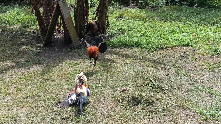 practice para sa nalalapit na laban