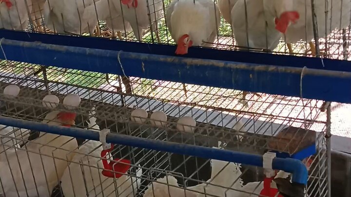 rtl chicken