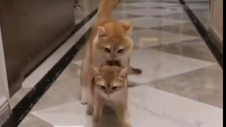 The cat is showing you with its actions: To a mom, her child will always be a kid.