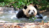 [Panda Mei Lan] Sedang Mandi, Dilarang Mengintip!