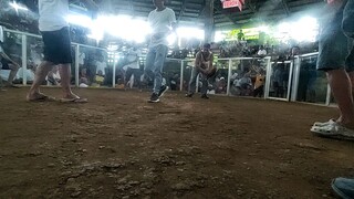 MJF GAMEFOWL - 😲ang galing talaga ng kanawayon na to 2x winner hindi pa rin sinugat.