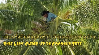 เมียฝรั่งปีนต้นมะพร้าว  อัพเดทสวนข้างบ้านThai Lady Clam up in Coconut Tree