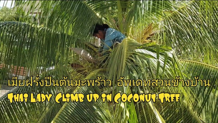 เมียฝรั่งปีนต้นมะพร้าว  อัพเดทสวนข้างบ้านThai Lady Clam up in Coconut Tree