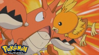 Pokémon AG Tập 310: Cuộc náo loạn của Pokemon! (Thuyết Minh)