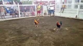 ang galing ng kalaban nmin na gold Buti na lang buenas pa rin.