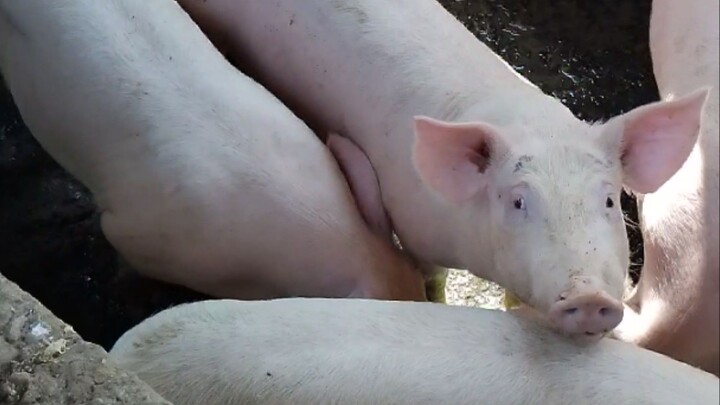 Amazing Piggies😱🐖