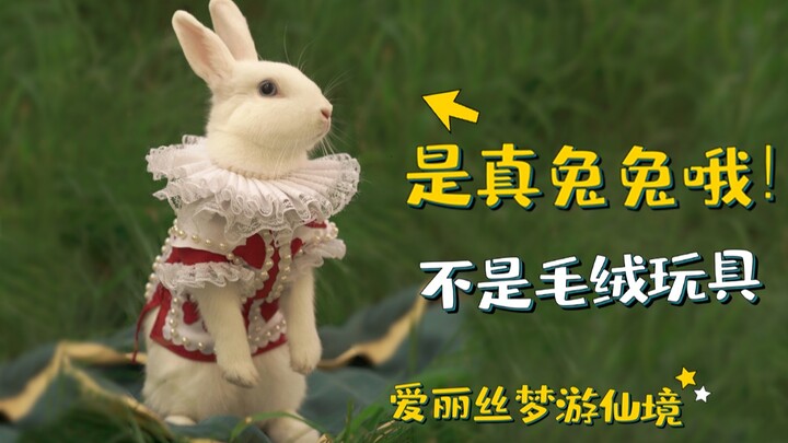 🎀 What’s it like to have a bunny from Alice in Wonderland living at home⁉️