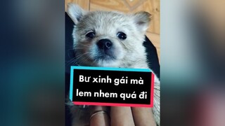 Bư xinh bao nhiêu điểm cả nhà ơi. Hihi. cunyeucuadua chó chócon chókhôn chócute xuhuong fyp