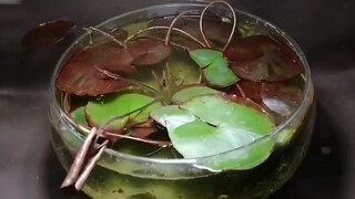 It even takes care of itself.