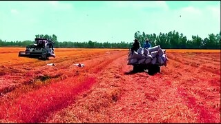 Máy Cắt Lúa KUBOTA DC 105x Chỏng Ngược l Nhạc TikTok Remix Cực hay l Máy Gặt Đập Liên Hợp