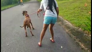 goodexercise while returning the dog to thier owner