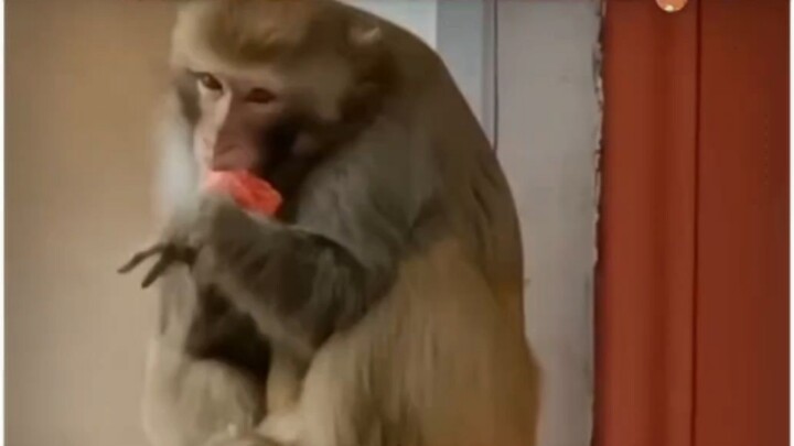 Khỉ: Hợp đồng và đối tượng khó tìm lắm sao?