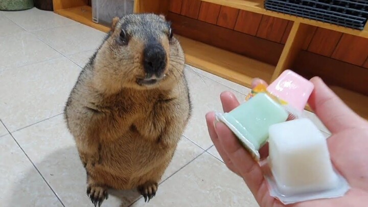 Groundhog Eats Jelly