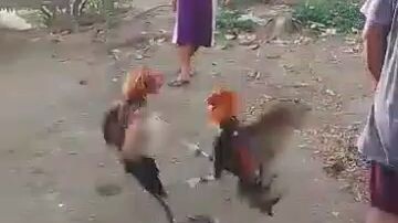 5k sweater vs tornado hatch spangle