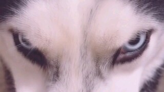 有想养的全都拷走